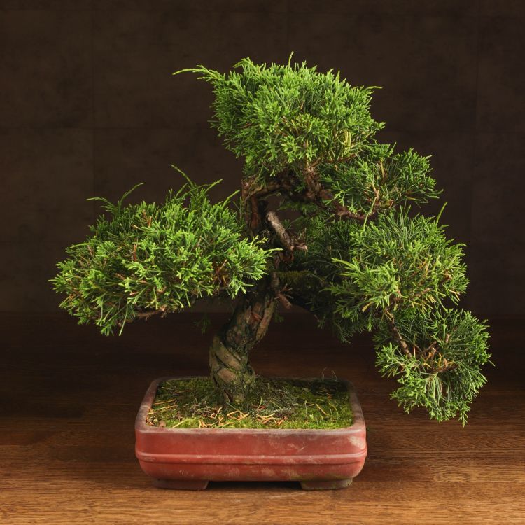 Бонсай Можжевельник 40 см в прямоугольной плошке фото 1 &mdash; Luxury Plants