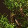 Бонсай Можжевельник 40 см в прямоугольной плошке фото 4 &mdash; Luxury Plants