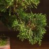Бонсай Можжевельник 40 см в прямоугольной плошке фото 5 &mdash; Luxury Plants