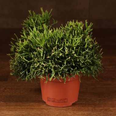 Хатиора солеросовая 20/12 &mdash; Luxury Plants