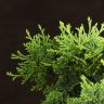 Бонсай Кипарисовик 55 см фото 3 &mdash; Luxury Plants