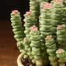 Крассула перфората в желтом горшке Сетка 25/12 фото 3 &mdash; Luxury Plants