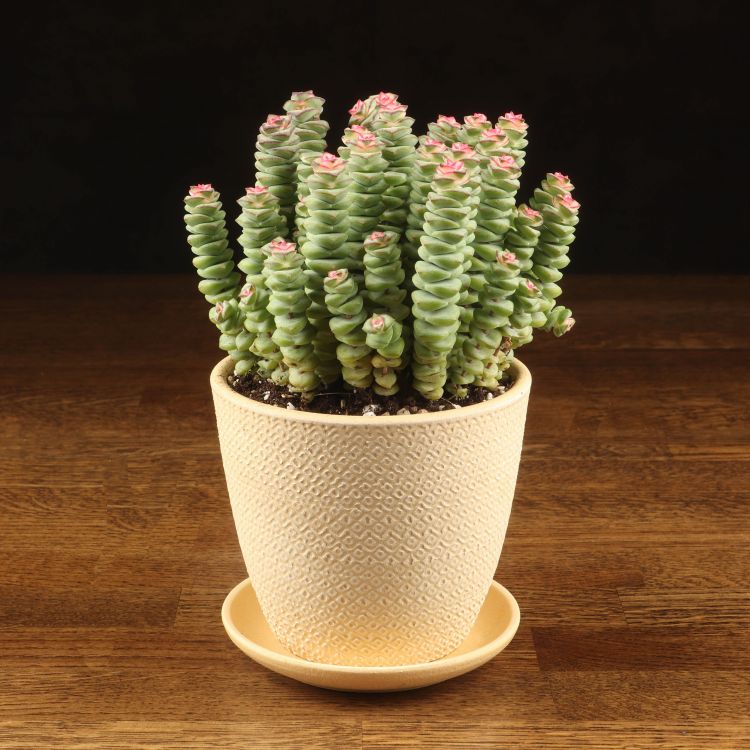 Крассула перфората в желтом горшке Сетка 25/12 фото 1 &mdash; Luxury Plants
