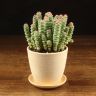 Крассула перфората в желтом горшке Сетка 25/12 фото 1 &mdash; Luxury Plants