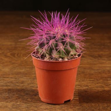 Эхинокактус Грузони D5 фиолетовый &mdash; Luxury Plants
