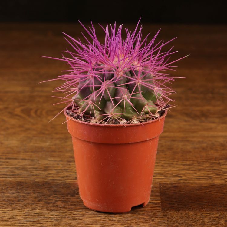 Эхинокактус Грузони D5 фиолетовый фото 1 &mdash; Luxury Plants