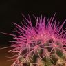 Эхинокактус Грузони D5 фиолетовый фото 3 &mdash; Luxury Plants