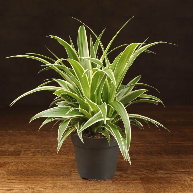 Хлорофитум Оушен 30/12 фото 1 &mdash; Luxury Plants