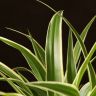 Хлорофитум Оушен 30/12 фото 2 &mdash; Luxury Plants