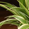 Хлорофитум Оушен 30/12 фото 4 &mdash; Luxury Plants
