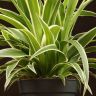 Хлорофитум Оушен 30/12 фото 5 &mdash; Luxury Plants