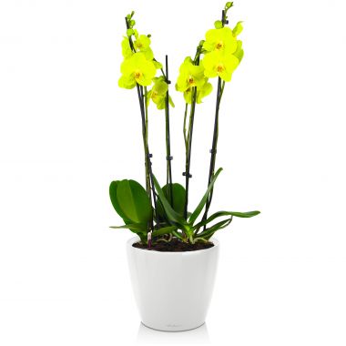 Орхидея Фаленопсис Лайм в Lechuza Classico LS 21 &mdash; Luxury Plants