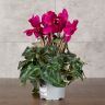 Цикламен темно-фиолетовый 25/12 фото 1 &mdash; Luxury Plants