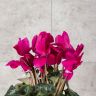 Цикламен темно-фиолетовый 25/12 фото 2 &mdash; Luxury Plants