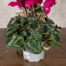 Цикламен темно-фиолетовый 25/12 фото 3 &mdash; Luxury Plants