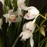 Орхидея Цимбидиум бордово-белая D14 фото 4 &mdash; Luxury Plants