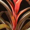 Тилландсия Капитата 30/12 фото 3 &mdash; Luxury Plants