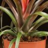 Тилландсия Капитата 30/12 фото 4 &mdash; Luxury Plants