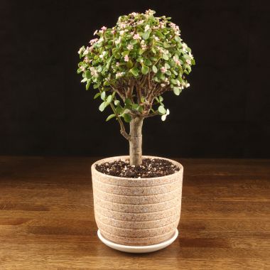Портулакария Афра в бежевом горшке Пряности 40/15 &mdash; Luxury Plants