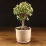 Портулакария Афра в бежевом горшке Пряности 40/15 фото 1 &mdash; Luxury Plants