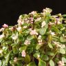 Портулакария Афра в бежевом горшке Пряности 40/15 фото 2 &mdash; Luxury Plants