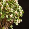 Портулакария Афра в бежевом горшке Пряности 40/15 фото 3 &mdash; Luxury Plants
