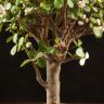 Портулакария Афра в бежевом горшке Пряности 40/15 фото 4 &mdash; Luxury Plants