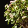 Портулакария Афра в бежевом горшке Пряности 40/15 фото 5 &mdash; Luxury Plants