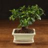Бонсай Кармона в белой плошке 23 см фото 1 &mdash; Luxury Plants