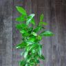 Лавр в кашпо Lechuza Puro 20 фото 5 &mdash; Luxury Plants