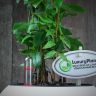 Лавр в кашпо Lechuza Puro 20 фото 6 &mdash; Luxury Plants