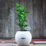 Лавр в кашпо Lechuza Puro 20 фото 4 &mdash; Luxury Plants