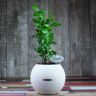 Лавр в кашпо Lechuza Puro 20 фото 7 &mdash; Luxury Plants