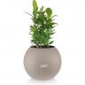 Лавр в кашпо Lechuza Puro 20 фото 3 &mdash; Luxury Plants