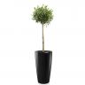 Олива в кашпо Lechuza Rondo 32 фото 7 &mdash; Luxury Plants