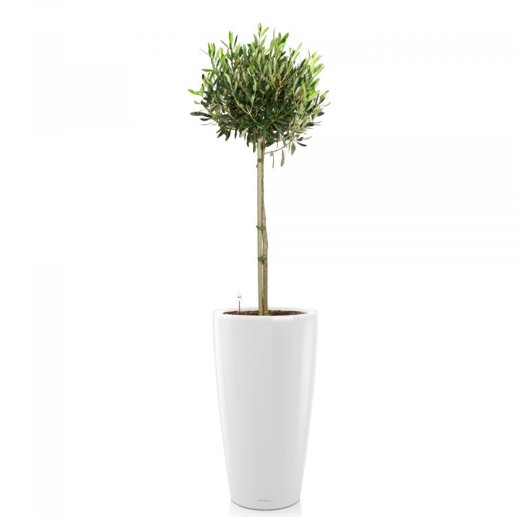 Олива в кашпо Lechuza Rondo 32 фото 1 &mdash; Luxury Plants