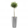Олива в кашпо Lechuza Rondo 32 фото 5 &mdash; Luxury Plants
