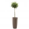 Олива в кашпо Lechuza Rondo 32 фото 6 &mdash; Luxury Plants