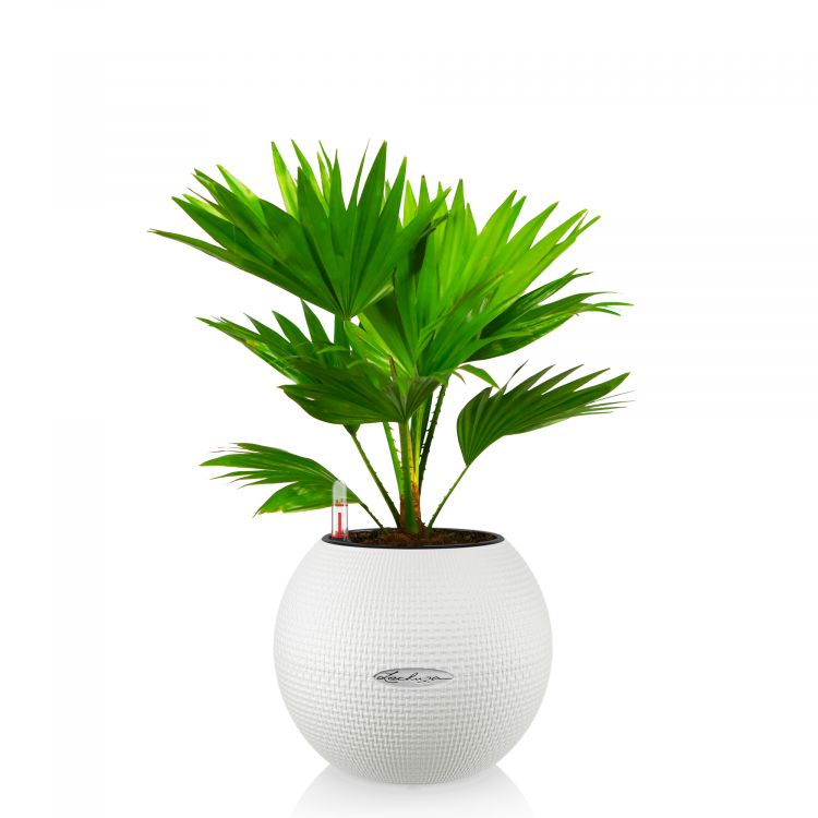 Ливистона в кашпо Lechuza Puro 20 фото 1 &mdash; Luxury Plants