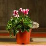 Цикламен бело-фиолетовый 25/12 фото 1 &mdash; Luxury Plants