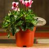 Цикламен бело-фиолетовый 25/12 фото 3 &mdash; Luxury Plants
