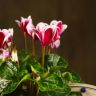 Цикламен бело-фиолетовый 25/12 фото 2 &mdash; Luxury Plants