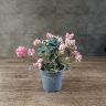 Азалия микс д12 уценка фото 1 &mdash; Luxury Plants