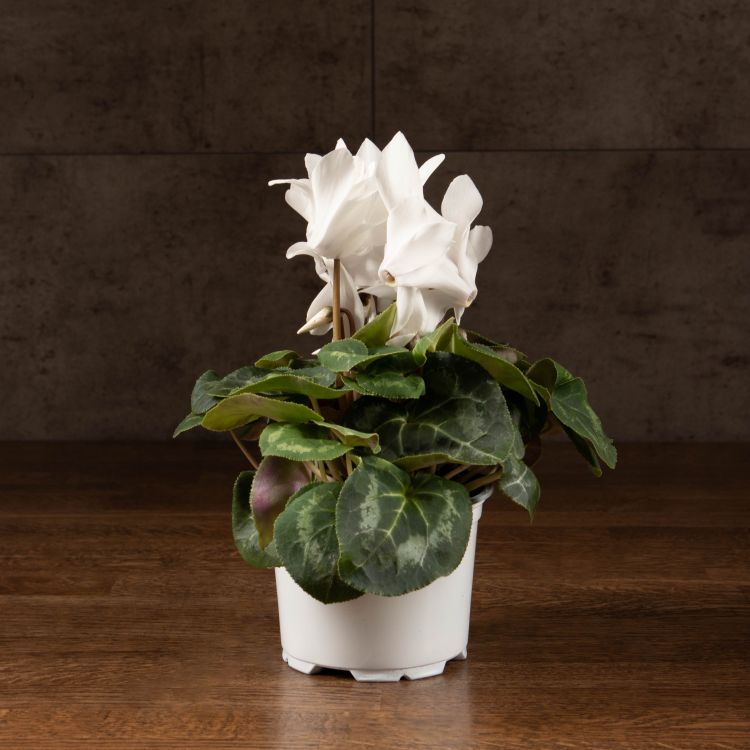 Цикламен белый 25/12 фото 1 &mdash; Luxury Plants