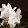 Цикламен белый 25/12 фото 3 &mdash; Luxury Plants