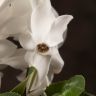 Цикламен белый 25/12 фото 4 &mdash; Luxury Plants