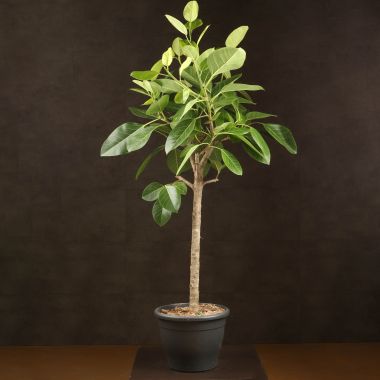 Фикус Альтиссима 150/32 штамб &mdash; Luxury Plants