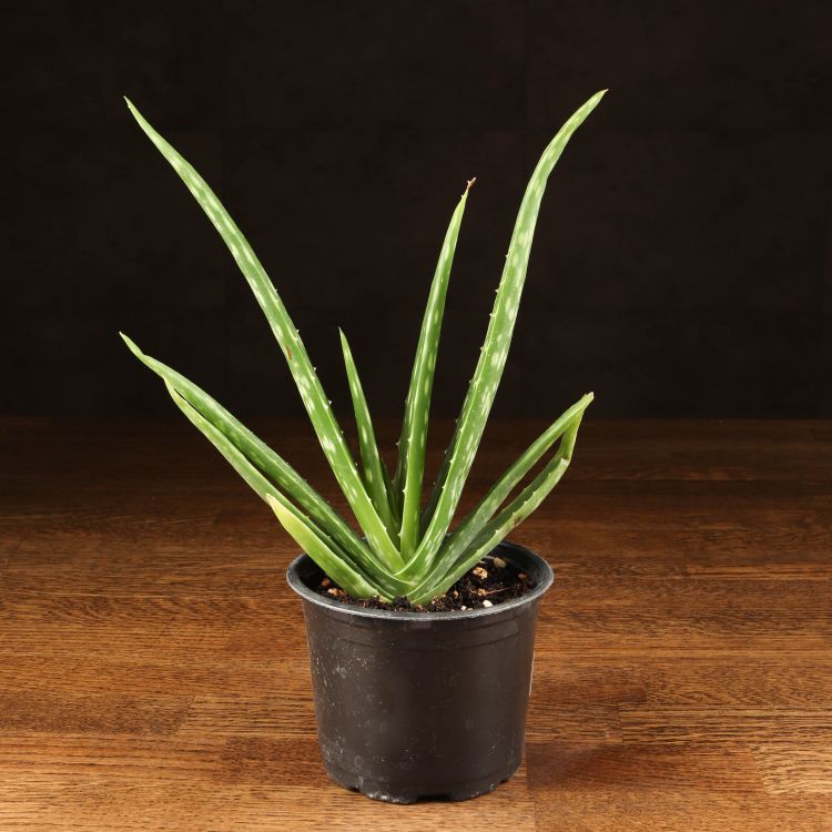 Алоэ Вера 15/10 фото 1 &mdash; Luxury Plants