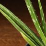 Алоэ Вера 15/10 фото 4 &mdash; Luxury Plants