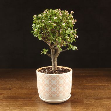 Портулакария Афра в бежевом горшке Кросс 40/15 &mdash; Luxury Plants